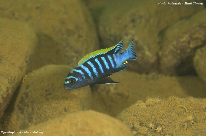 Cynotilapia zebroides 'Hai (Chimate) Reef'